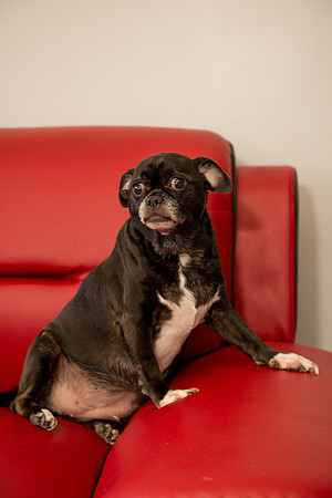 Rummer_Dogs (19)