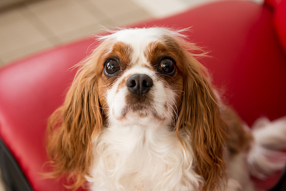 Rummer_Dogs (4)