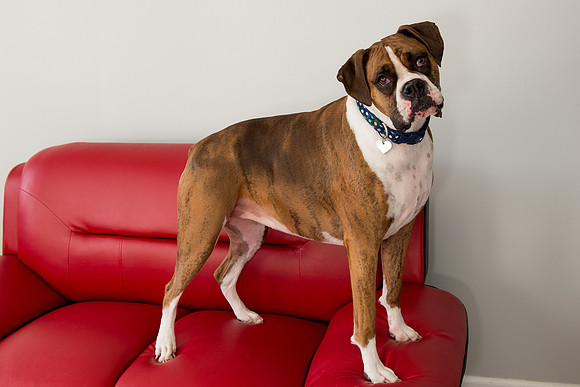 Rummer_Dogs (1)