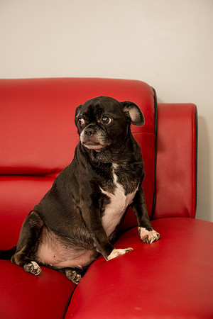 Rummer_Dogs (18)