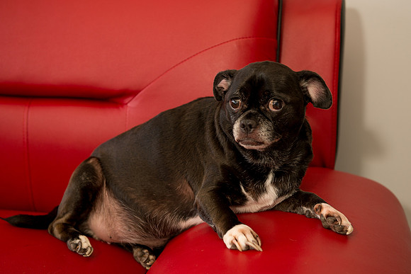 Rummer_Dogs (22)