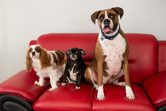 Rummer_Dogs (3)