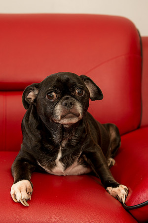 Rummer_Dogs (24)