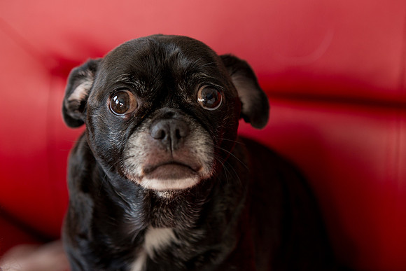 Rummer_Dogs (5)